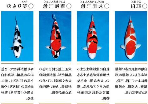 錦鯉 品種